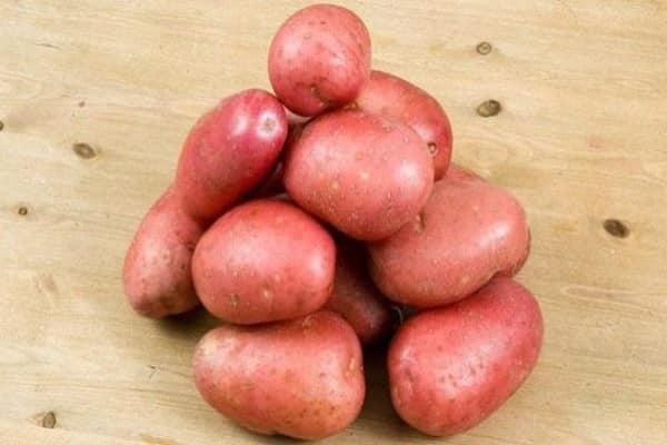 odrůdy brambor