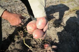 Bulvių veislės „Zhuravinka“ aprašymas, auginimas ir derlius