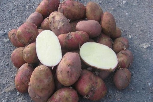 milovníky brambor