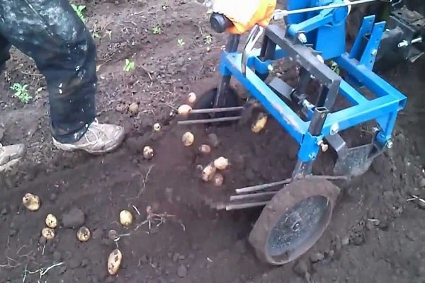 excavadora de patatas para tractor con operador a pie