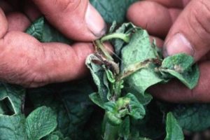 Biện pháp bảo quản sâu bướm khoai tây