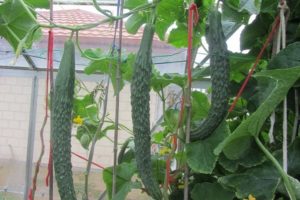Description and types of varieties of Chinese cucumbers, their cultivation
