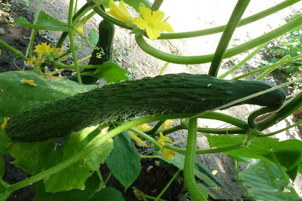 hybride komkommer