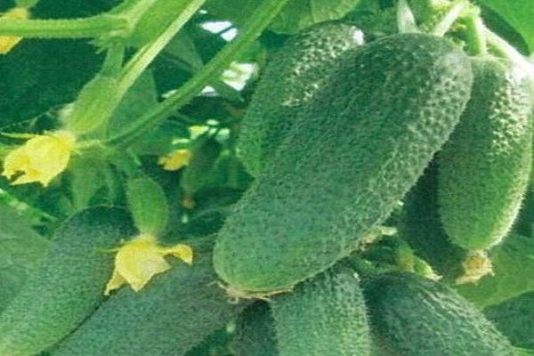 yield of cucumbers