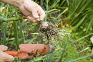 Când trebuie să îndepărtați usturoiul de primăvară din grădină pentru depozitare?