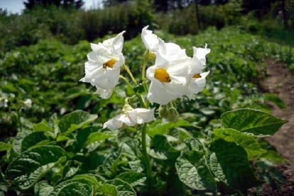kvetoucí brambory