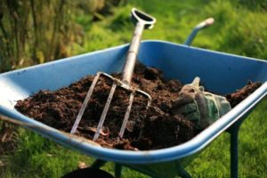 Jak používat hnoje, kravský a drůbež jako hnojivo?