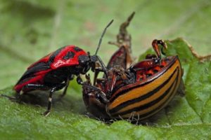 Natural enemies of the Colorado potato beetle in nature: who eats it?