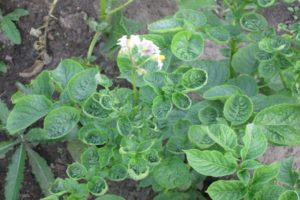 Why potatoes curl: what kind of disease it is and how to treat it, control measures