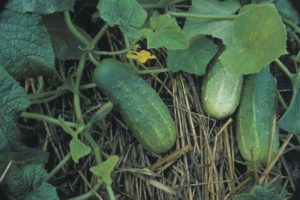 Beskrivelse af agurkvarianter Lukhovitskie, egenskaber og dyrkning