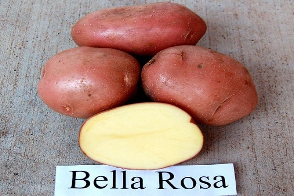 Bellarosa đa dạng