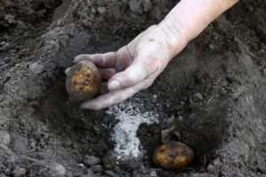 Kartupeļu virskārta ar kālija monofosfātu, mēslošanas īpašības un lietošanas noteikumi