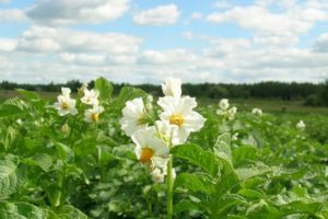 Colorado patates böceğinden çiçeklenme sırasında patatesleri püskürtmek mümkün mü?