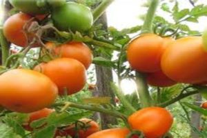 Beskrivelse af tomatsorten Charme, dens egenskaber og dyrkning