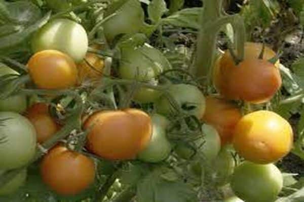 tomaattilajikkeen viehätys