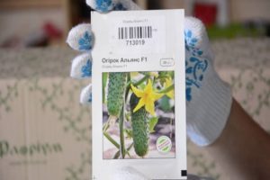 Alianses gurķu šķirnes apraksts, ieteikumi audzēšanai un kopšanai
