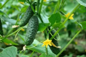 Beschrijving van het ras f1 mul komkommer, zijn opbrengst en teelt