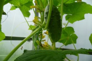 Description of the Berendey f1 cucumber variety, cultivation features and care