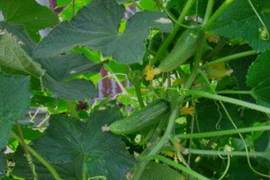 Ginga salatalık çeşidinin tanımı, yetiştiriciliği ve bakımının özellikleri