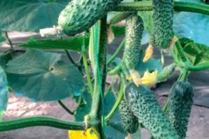 Description of the variety of cucumbers Lutoyar, features of cultivation and care