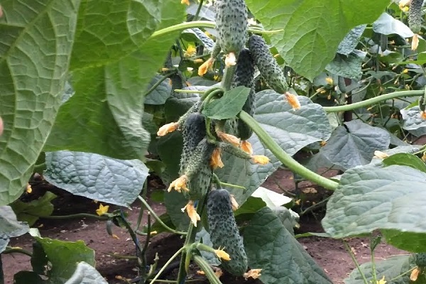 cucumber crops