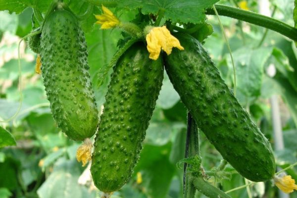 cucumber tycoon