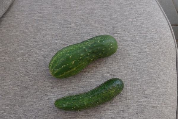 cucumbertw barn