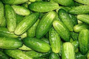 Description of the Mamluk cucumber variety, its cultivation and care