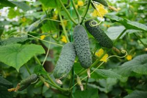 Descripció de la varietat de cogombre Meringue, plantació i cura, segons l'opinió dels jardiners