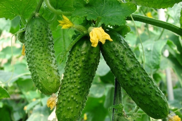 crispy cucumbers