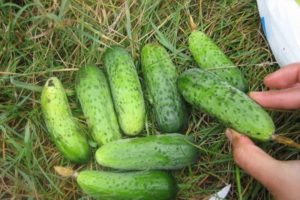Descrizione della varietà di cetriolo Finger, coltivazione e cura