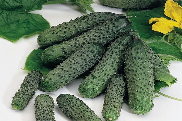 cucumber Pasalimo