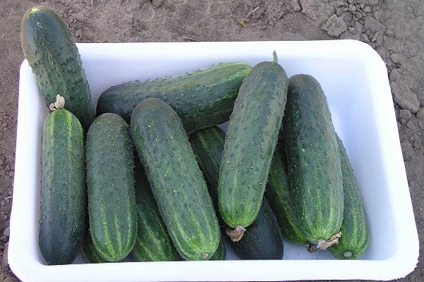 cucumber Satina