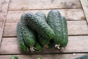 Beschrijving van de variëteit van komkommer Satina f1, kenmerken van teelt en verzorging