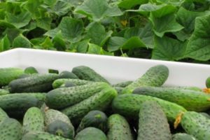 Description of the cucumber cultivar Cedric f1, its characteristics and yield