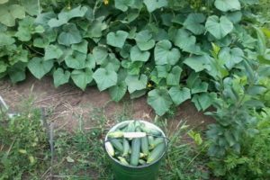 Descrição da variedade de pepino Vyaznikovsky, recomendações para cuidados e cultivo