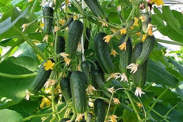 varieties of cucumbers