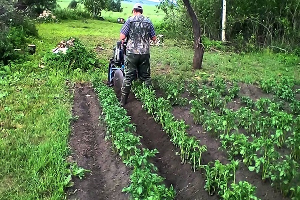 kartofler med en walk-bag traktor