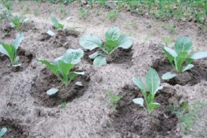 Description of the variety of Belarusian cabbage, features of cultivation and care
