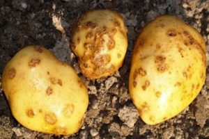 Description and treatment of potato scab (rhizoctonia), modern control measures