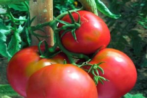 Περιγραφή της ποικιλίας ντομάτας Voevoda, της καλλιέργειας και της φροντίδας της