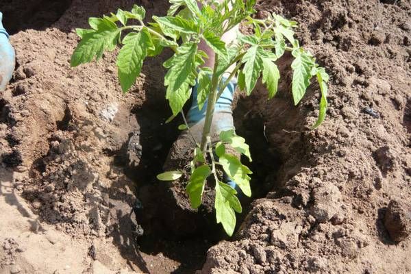 plantar tomàquet al jardí