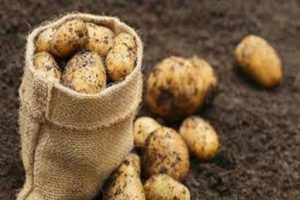 Kaip teisingai sodinti bulves, norint gauti gerą derlių?