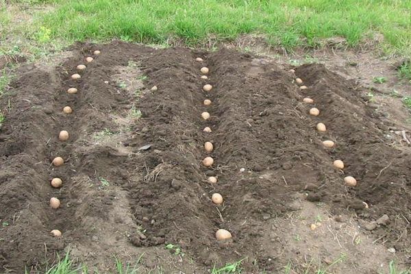 výsadba brambor