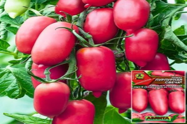 Mô tả về giống cà chua Cây nến tím, năng suất và nhận xét của người dân mùa hè