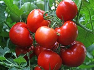 Beschrijving van de tomatensoort Vostok, kenmerken van teelt en verzorging