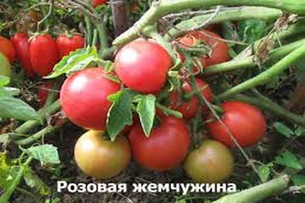 enfermedad del tomate