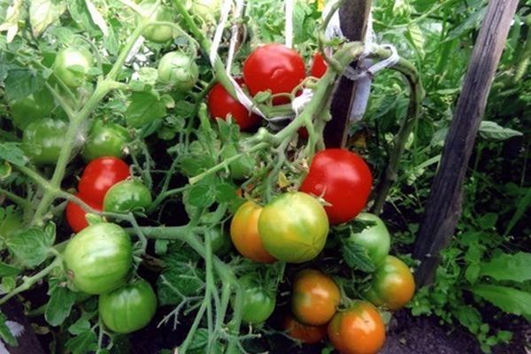 tomat i jorden
