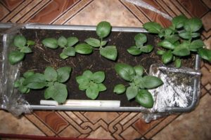 Coltivazione di patate da semi a casa, semina e cura