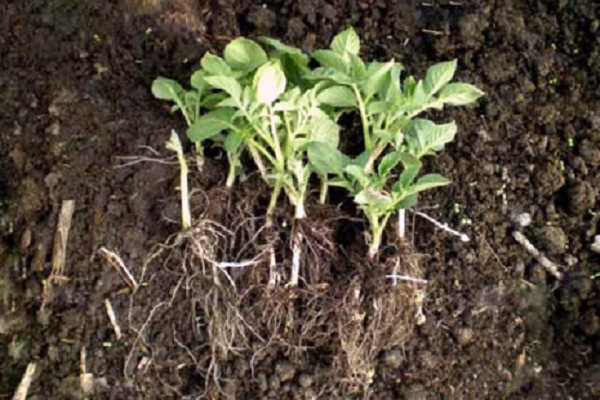 diseased seedlings